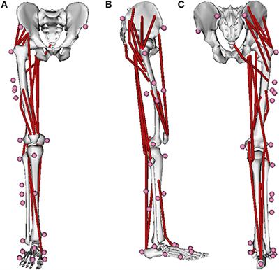 An Optimization Method Tracking EMG, Ground Reactions Forces, and Marker Trajectories for Musculo-Tendon Forces Estimation in Equinus Gait